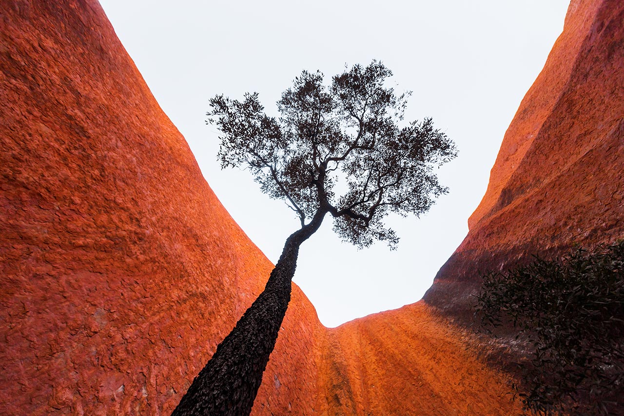 Uluru tree
